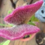 Celosia argentea Blomma