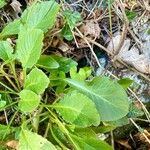 Campanula sibirica List