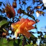 Gossypium barbadense Çiçek