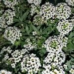 Lobularia maritimaFlor