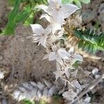 Crucianella maritima Fleur