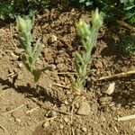 Helianthemum ledifolium Leaf