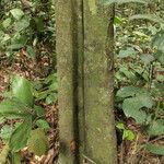 Isolona hexaloba Corteza