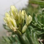 Oxytropis campestris 花