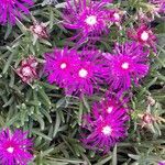 Delosperma cooperi Облик