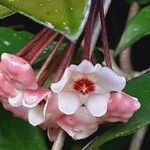 Hoya carnosa Flor