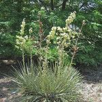 Yucca campestris Habitus