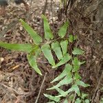 Lygodium microphyllum Leaf