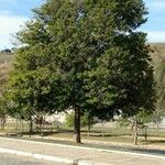 Caesalpinia echinata Hábito