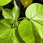 Gossypium barbadense Folla