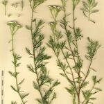 Achillea chamaemelifolia 其他