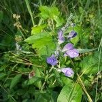 Scutellaria integrifolia Цвят