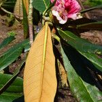 Rhododendron arizelum Leaf