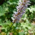 Bistorta officinalis Цветок