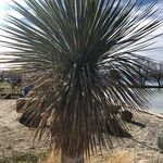 Yucca elata Blad