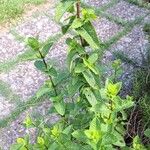 Mentha suaveolens Лист