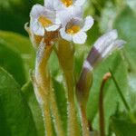 Orobanche uniflora Lorea