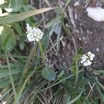 Arabis ciliata 花