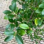 Eurya japonica 葉