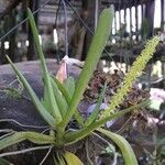 Diaphananthe odoratissima Habit