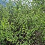 Salix caesia Likasa