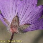 Geranium malviflorum Floare