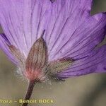 Geranium malviflorum Çiçek