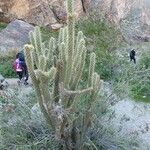 Cylindropuntia wolfii Habit