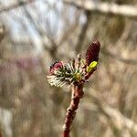 Salix gracilistyla Flower