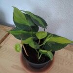 Philodendron cordatum Yaprak