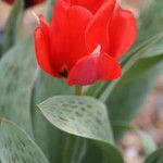 Tulipa greigii Flower