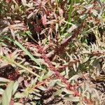 Ammannia baccifera 果實