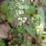 Torilis leptophylla Flors