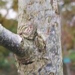 Carya illinoinensis Escorça
