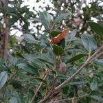Olearia ilicifolia Hostoa