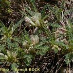 Astragalus greuteri Habitus