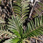 Acaena cylindristachya Ravina