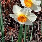 Narcissus × medioluteus Blomma