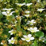 Saxifraga exarata Flor