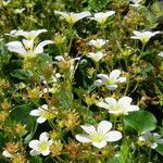 Saxifraga exarata Flower