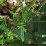 Crassocephalum rubens पत्ता