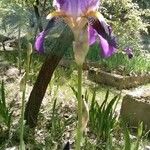 Iris × germanicaVirág