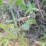 Saxifraga granulata Leaf