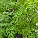 Conium maculatumLeaf