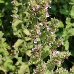 Teucrium scordium Квітка