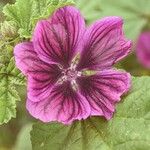 Malva arboreaFlower