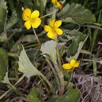 Viola purpurea Habit