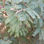 Mimosa tenuiflora Hoja