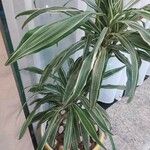 Dracaena fragrans Ліст