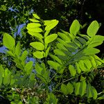 Robinia pseudoacacia Φύλλο